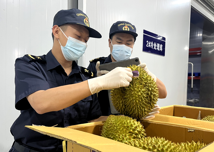 磨憨鐵路口岸綜合性指定監(jiān)管場地水果查驗區(qū)內(nèi)，海關(guān)關(guān)員正在查驗進口榴蓮。勐臘海關(guān)供圖